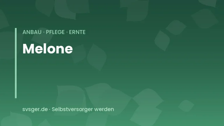 melonen anbauen