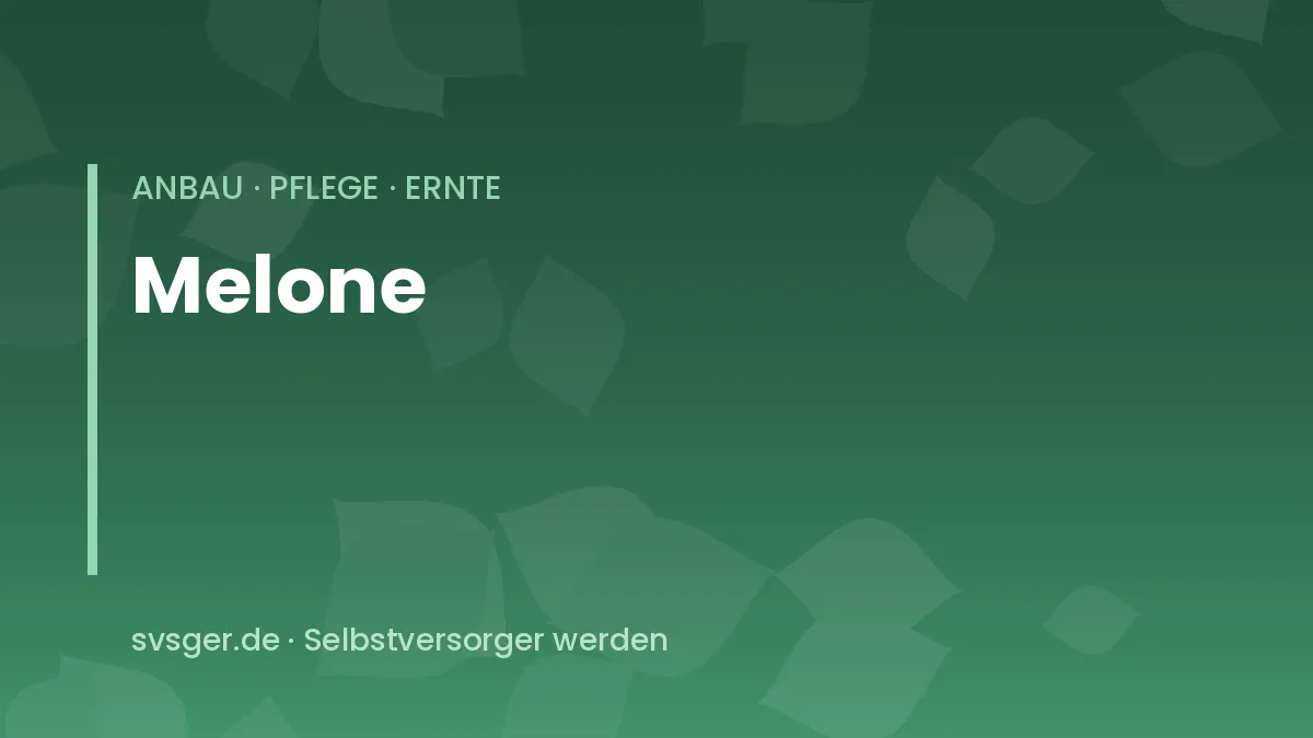 Melonen anbauen: reifende Zuckermelone und Wassermelone an der Rankhilfe im Folientunnel