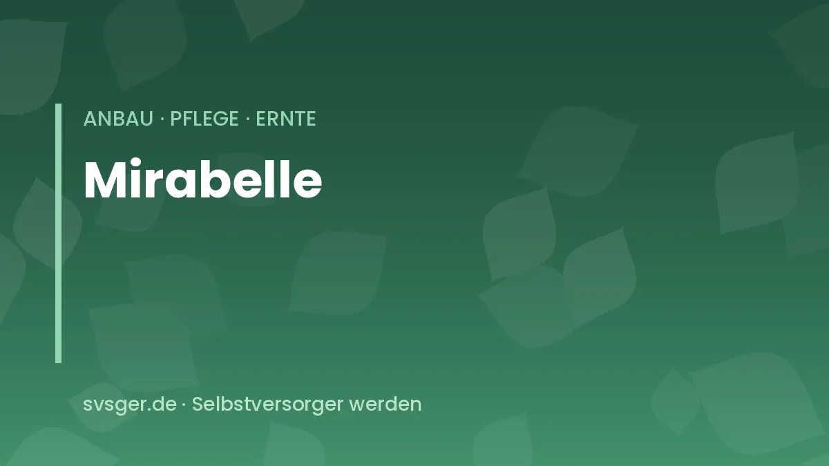 Mirabellen anbauen: reife gelbe Mirabellen an einem Zweig im Sommergarten