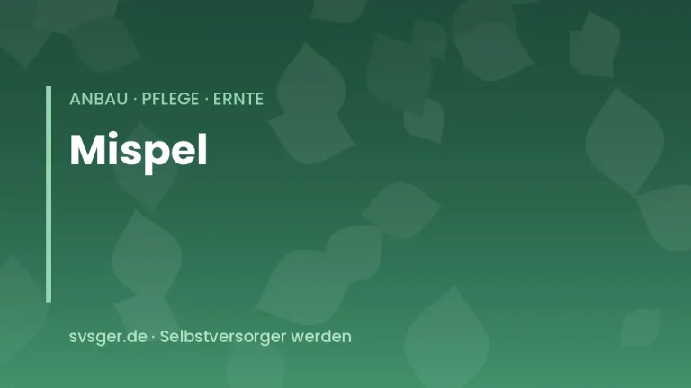 mispel anbauen