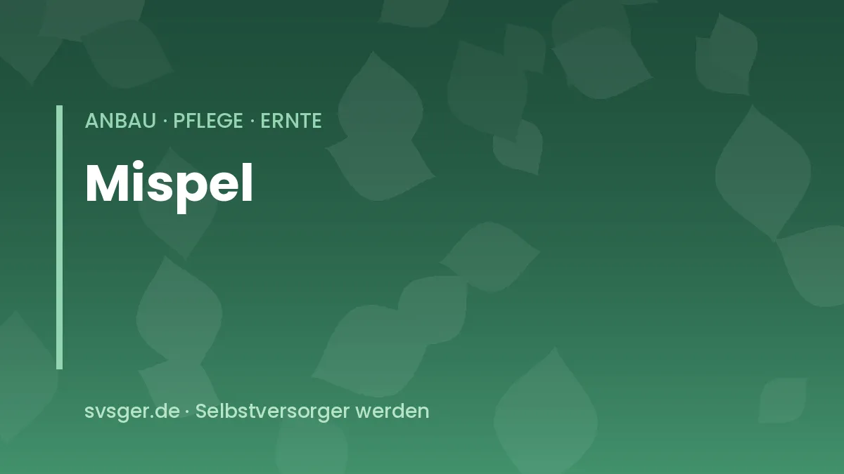 Mispel anbauen: braune Mispelfrüchte mit offenem Kelch an einem Baum im Spätherbst