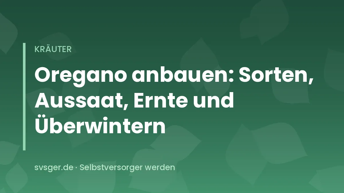 Blühender Oregano mit kleinen rosa Blüten und rundlichen Blättern in einem sonnigen Kiesbeet