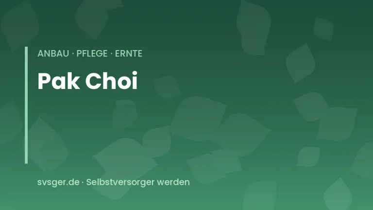 pak choi anbauen