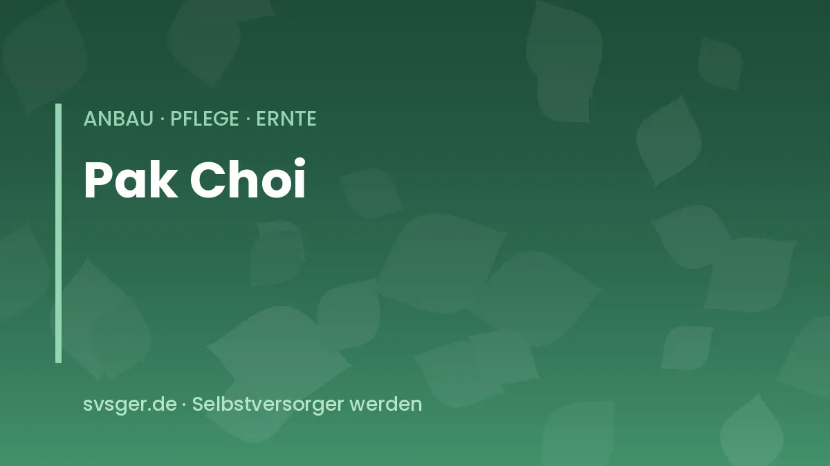Pak Choi anbauen: junge Pflanzen mit weißen Stielen im Beet und im Balkonkasten