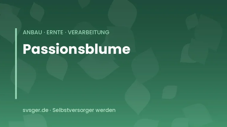 passionsblume anbauen