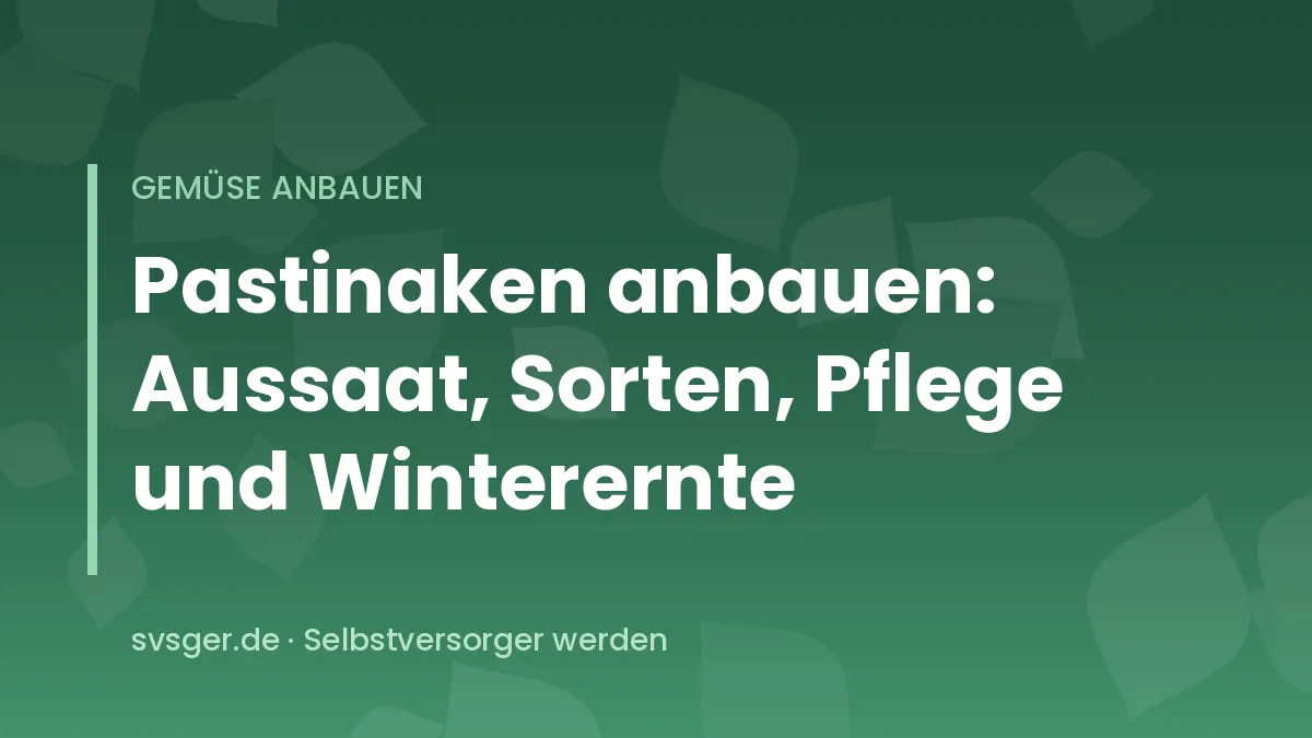 Frisch geerntete cremeweiße Pastinaken mit Erde auf einem Holztisch