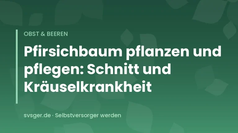 Pfirsichbaum mit reifen rotgelben Pfirsichen vor einer sonnigen Gartenmauer