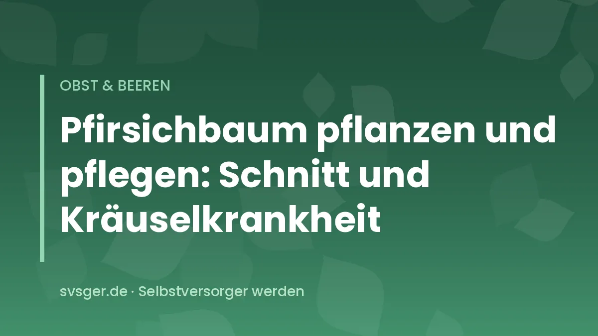 Pfirsichbaum mit reifen rotgelben Pfirsichen vor einer sonnigen Gartenmauer