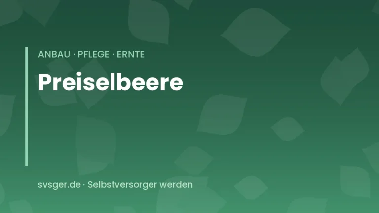 preiselbeeren anbauen