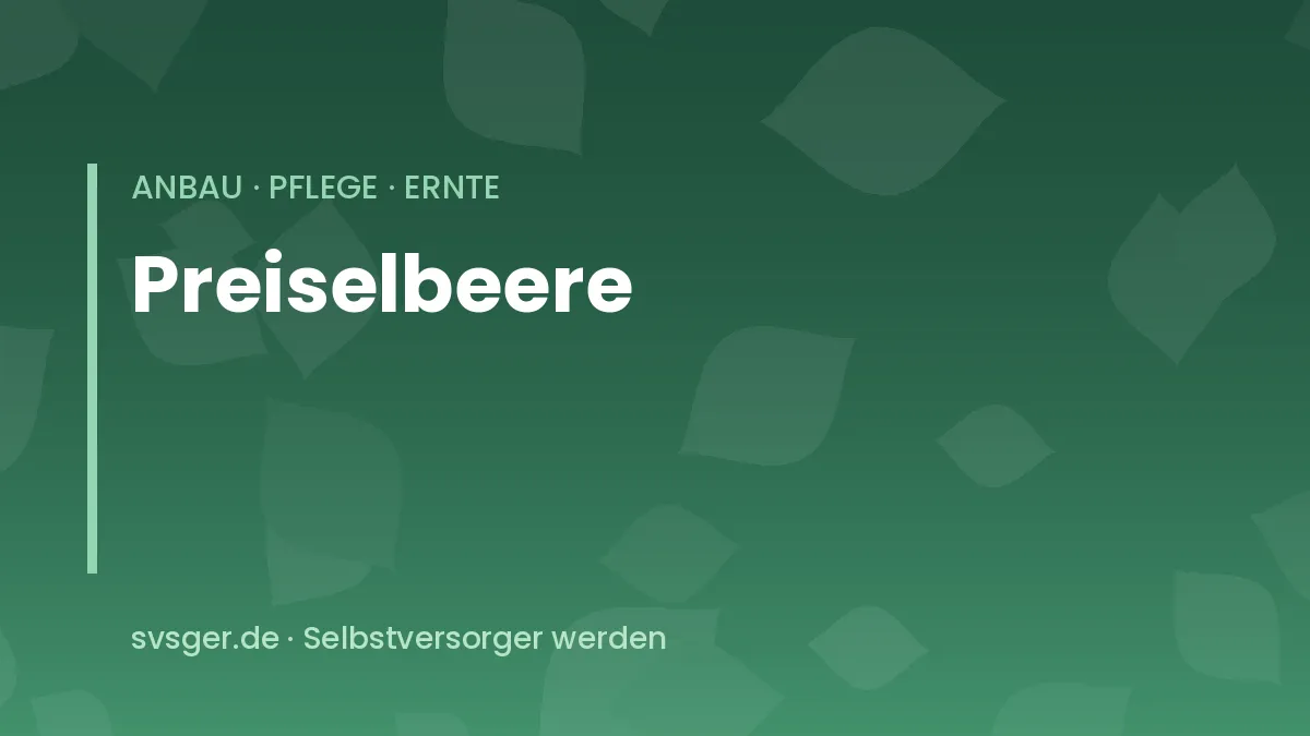 Preiselbeeren anbauen: niedriger Zwergstrauch mit roten Preiselbeeren und ledrigen Blättern im Moorbeet
