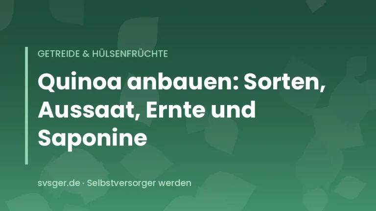 Quinoapflanzen mit rötlichen Samenständen im Gartenbeet kurz vor der Ernte