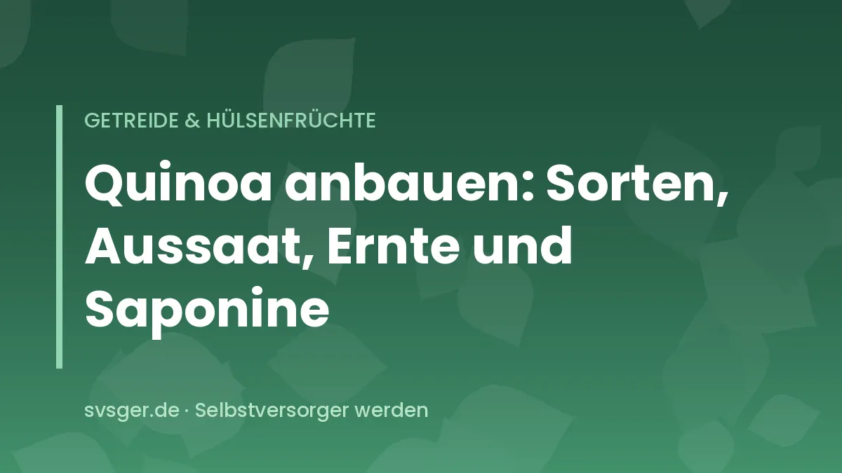 Quinoapflanzen mit rötlichen Samenständen im Gartenbeet kurz vor der Ernte