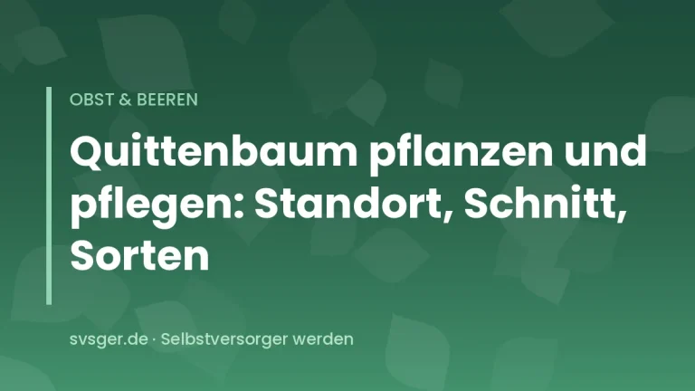 Quittenbaum im Herbst mit reifen, leuchtend gelben Quitten an den Zweigen