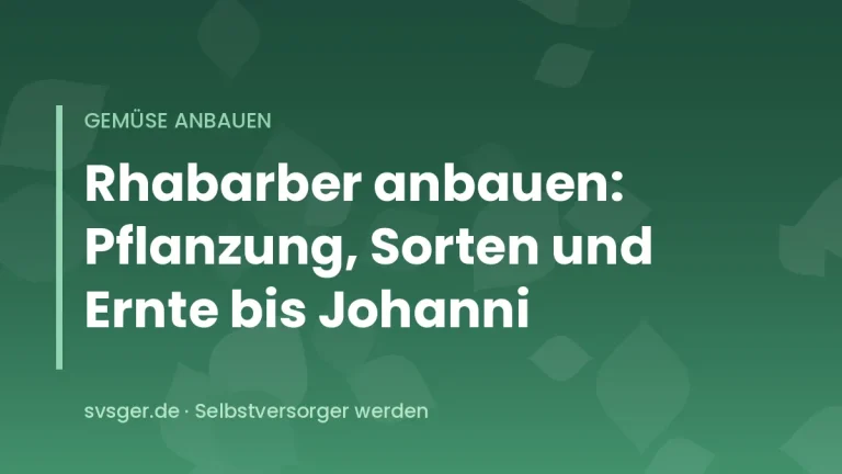 Kräftige Rhabarberstaude mit roten Stielen und großen Blättern im Frühsommergarten
