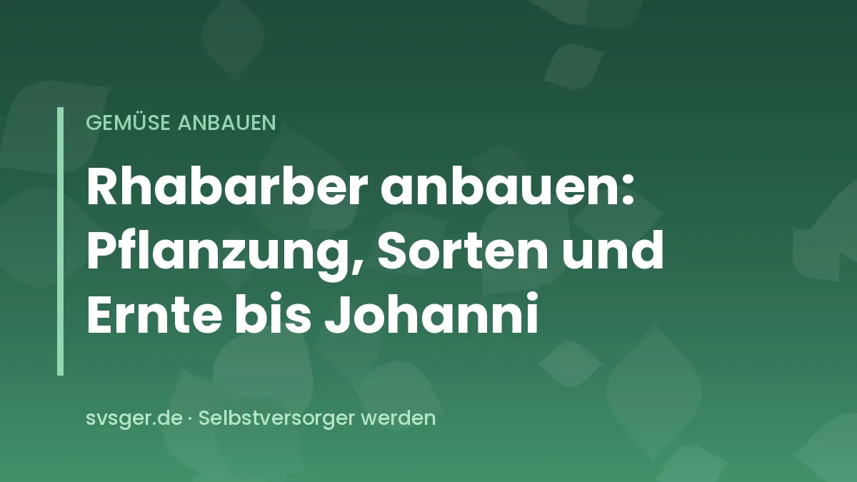 Kräftige Rhabarberstaude mit roten Stielen und großen Blättern im Frühsommergarten