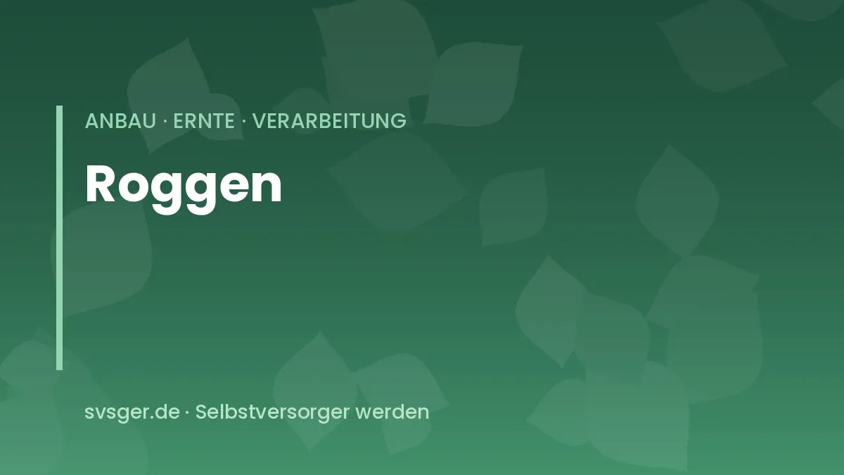 Roggen anbauen: hoher Roggenbestand mit schlanken Ähren und langen Grannen auf sandigem Boden