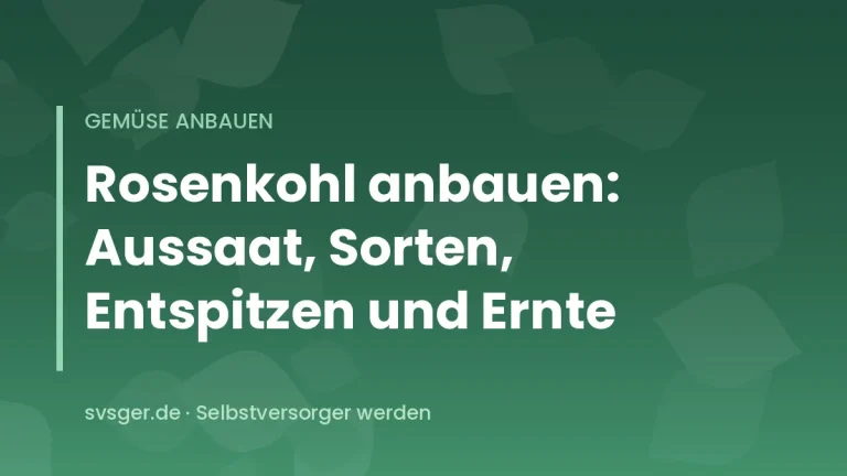 Rosenkohlpflanze mit dicht besetztem Stängel und festen Röschen im herbstlichen Gemüsebeet