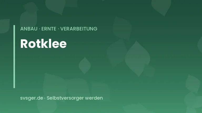 rotklee anbauen