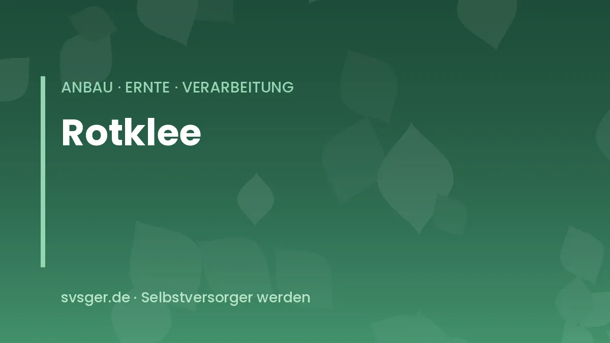 Blühender Rotklee auf einem Gemüsebeet, rotviolette Blütenköpfe mit anfliegender Hummel