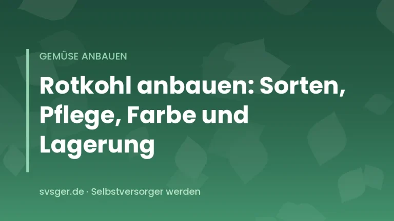 Fester violetter Rotkohlkopf mit bläulich bereiften Außenblättern im Gemüsebeet