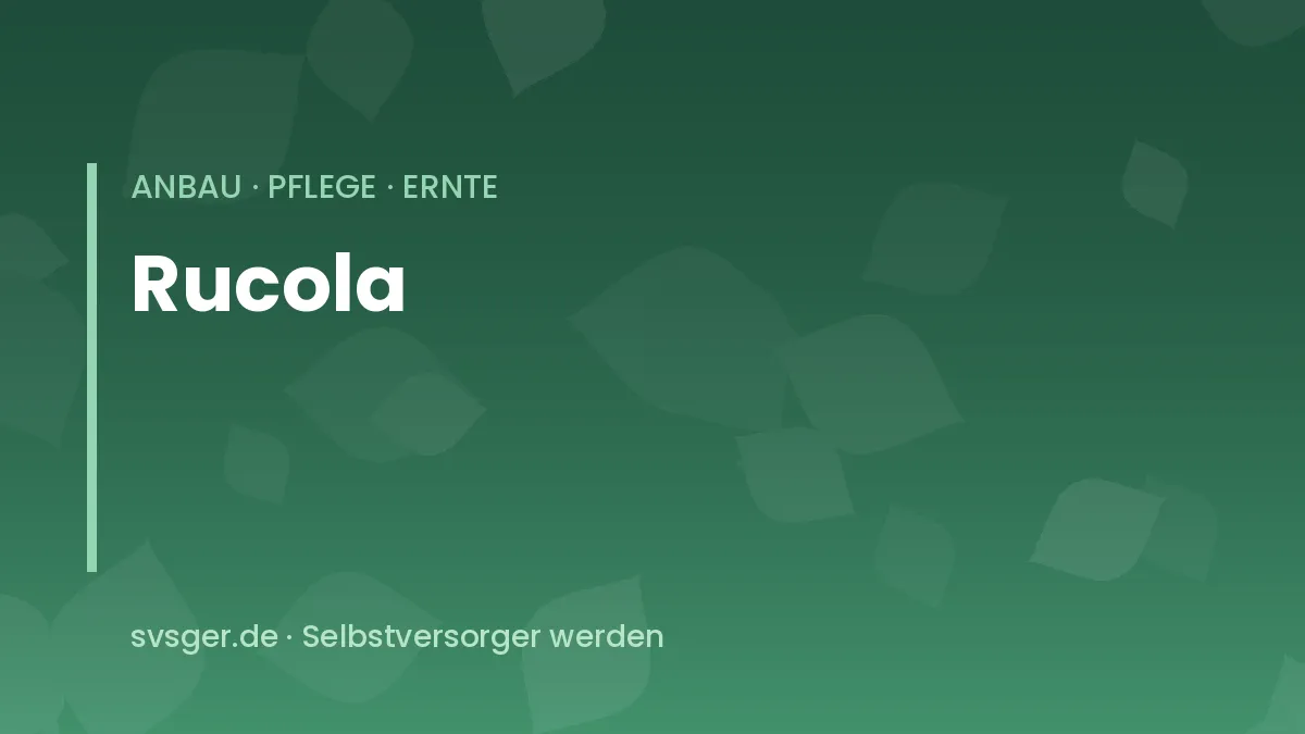 Rucola im Hochbeet: junge Salatrauke mit gelappten grünen Blättern