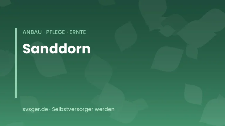 sanddorn anbauen