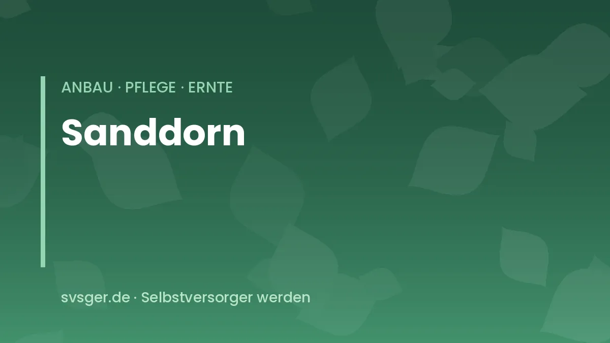 Sanddorn anbauen: orange Sanddornbeeren an dornigen Zweigen mit schmalen silbrigen Blättern