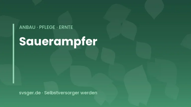 sauerampfer anbauen