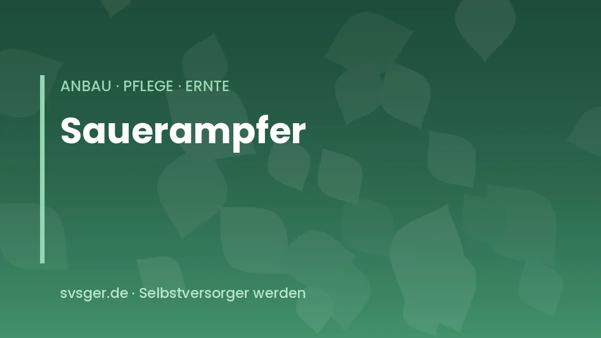 Sauerampfer im Beet: frische grüne Blätter mit spießförmigem Blattgrund