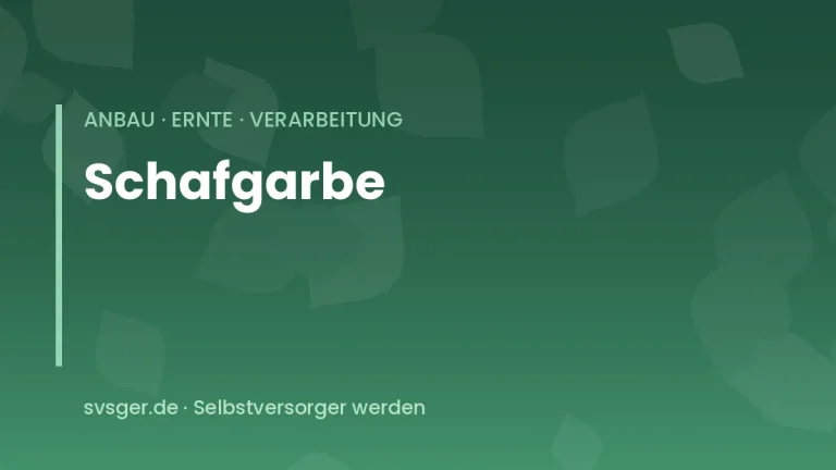 schafgarbe anbauen