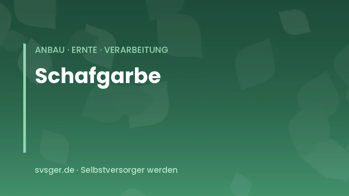 Blühende Schafgarbe im Beet: weiße Schirmrispen über fein gefiederten Blättern mit Schwebfliegen