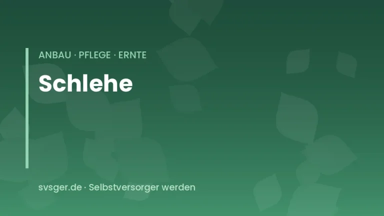 schlehen anbauen