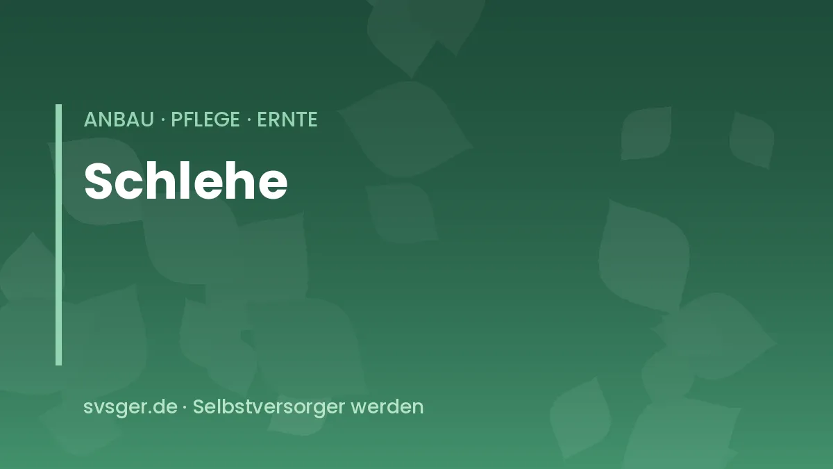Schlehen anbauen: reife blaue Schlehenfrüchte mit Reif an einem dornigen Zweig