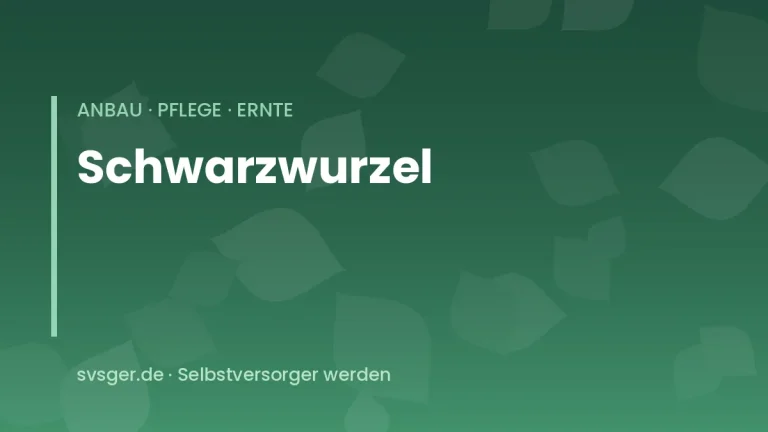 schwarzwurzeln anbauen