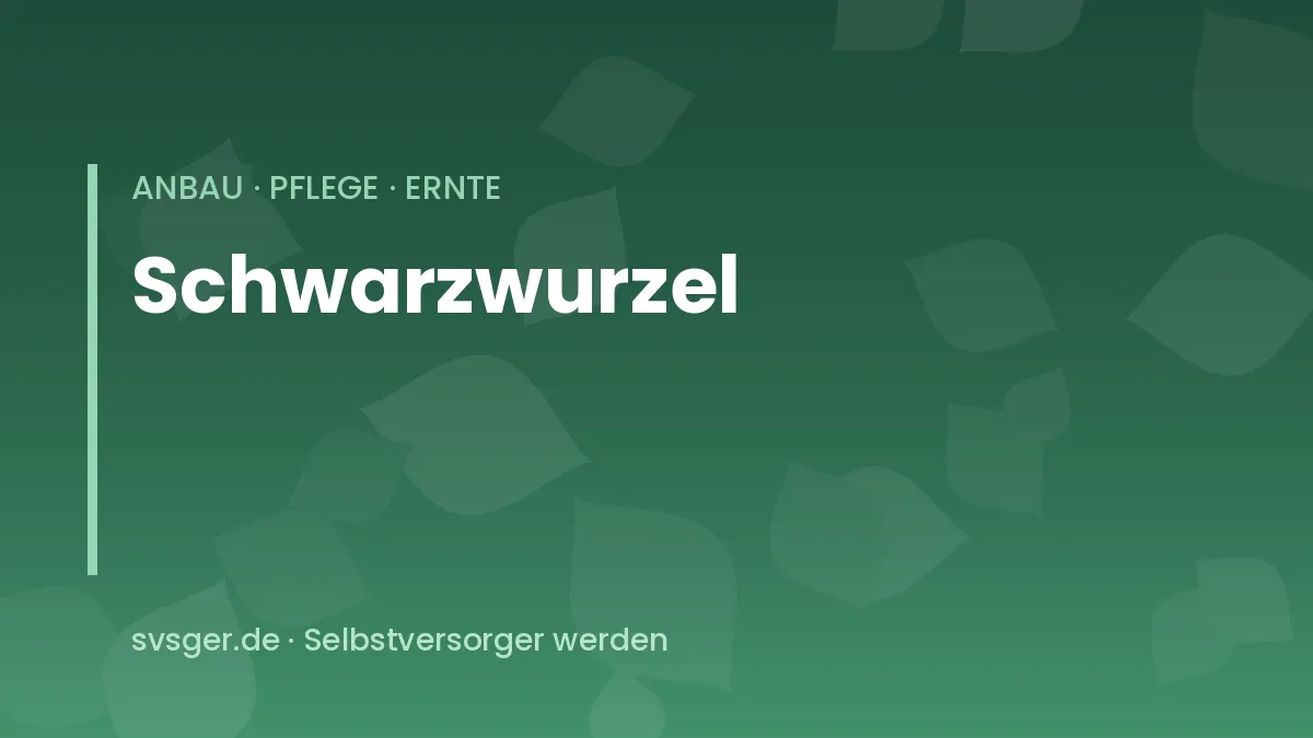 Schwarzwurzeln anbauen: frisch geerntete Schwarzwurzeln mit dunkler Schale neben grünem Laub im Beet