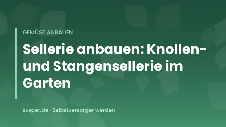 Knollensellerie mit freigelegter Knolle und kräftigem Laub neben Stangensellerie im Beet