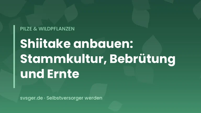 Shiitake-Pilze wachsen aus einem beimpften Buchenstamm im schattigen Garten