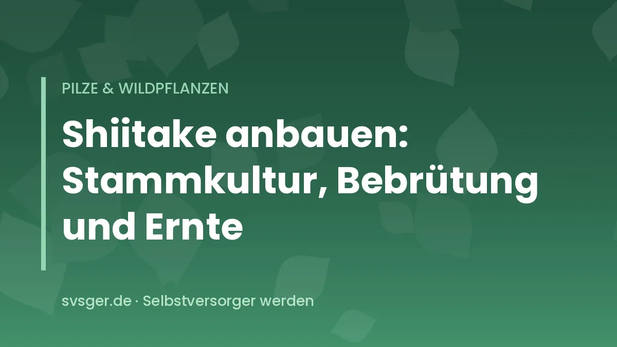 Shiitake-Pilze wachsen aus einem beimpften Buchenstamm im schattigen Garten