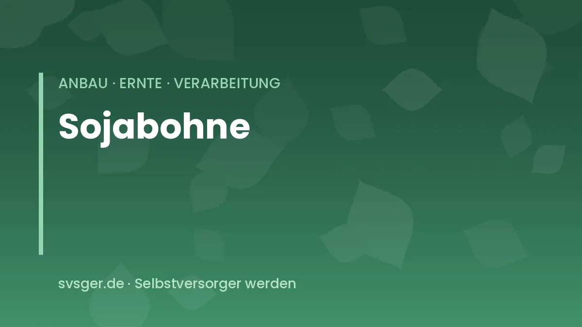 Sojabohnen anbauen: behaarte Sojahülsen an einer Pflanze im Beet kurz vor der Edamame-Ernte