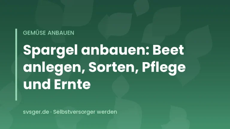 Frisch gestochene grüne und weiße Spargelstangen neben einem angehäufelten Spargelbeet