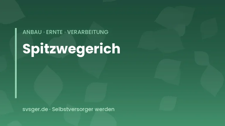 spitzwegerich anbauen