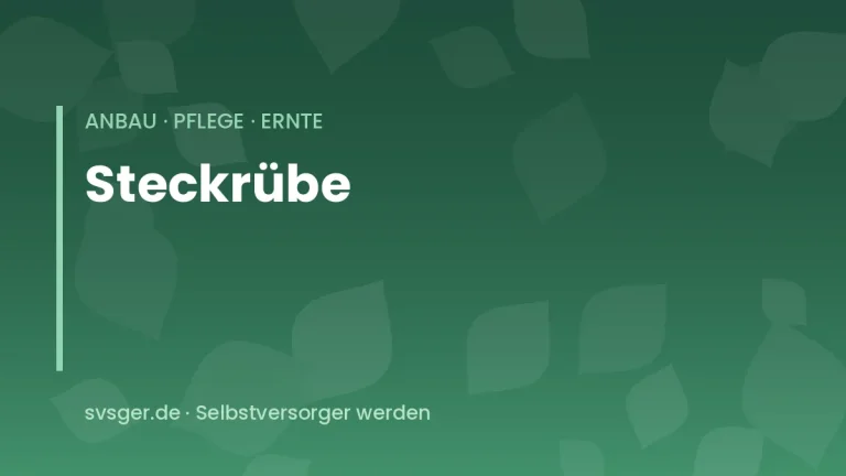 steckrueben anbauen
