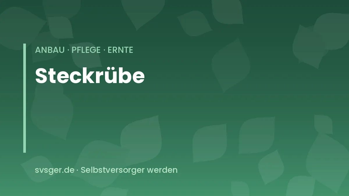 Steckrüben anbauen: geerntete Kohlrüben mit violettem Kopf und grünem Laub im Herbstbeet