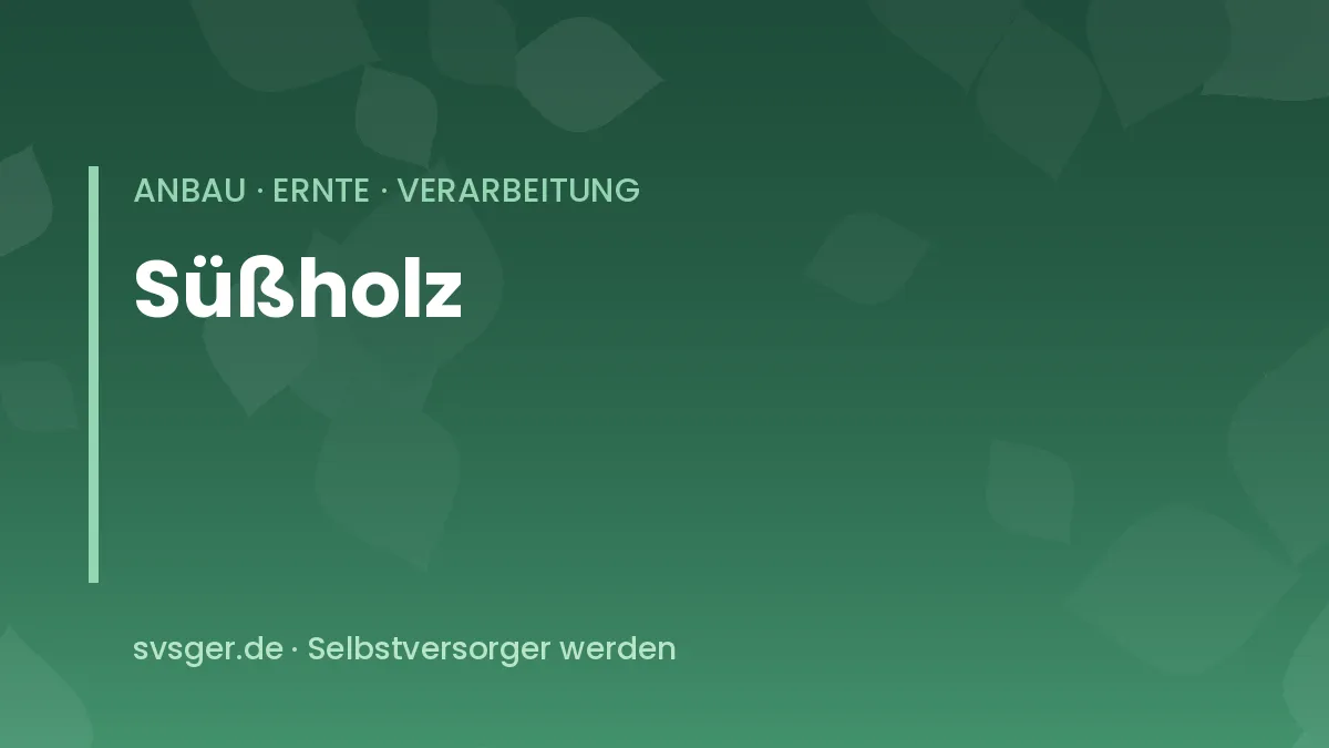 Süßholzpflanze im sonnigen Beet mit gefiederten Blättern und freigelegten hellen Wurzeln