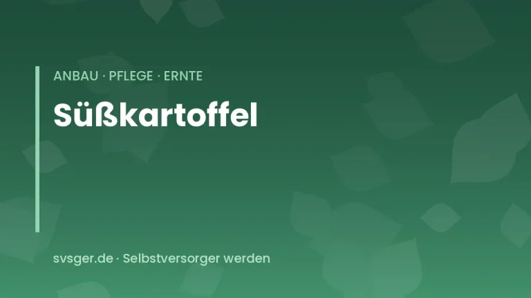suesskartoffeln anbauen