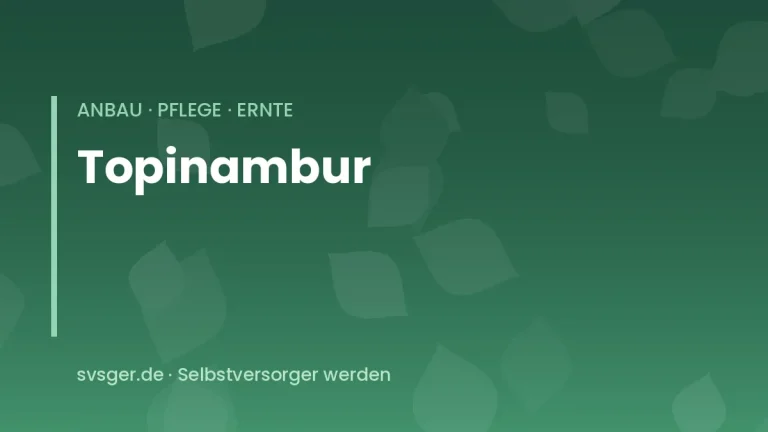 topinambur anbauen