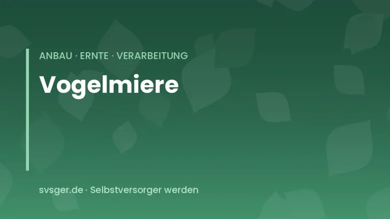 vogelmiere sammeln