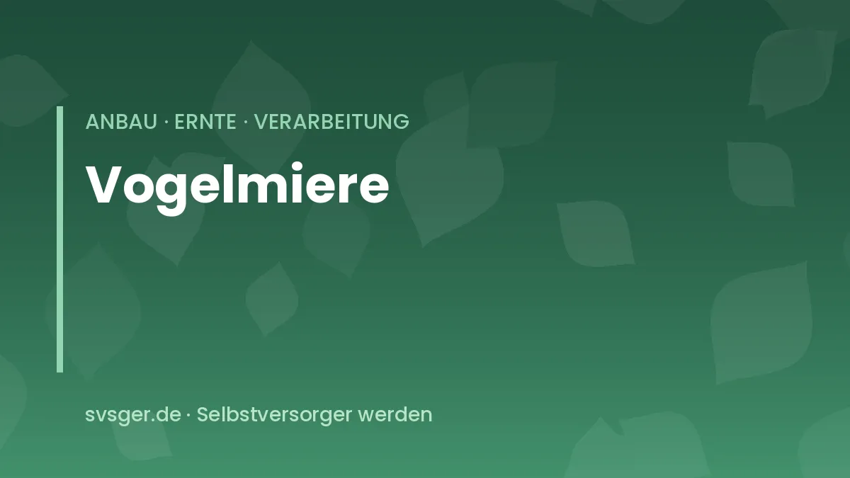 Vogelmiere im Beet: dichter Teppich mit kleinen weißen Sternblüten
