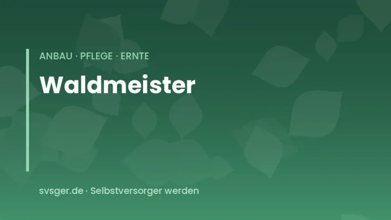 waldmeister anbauen