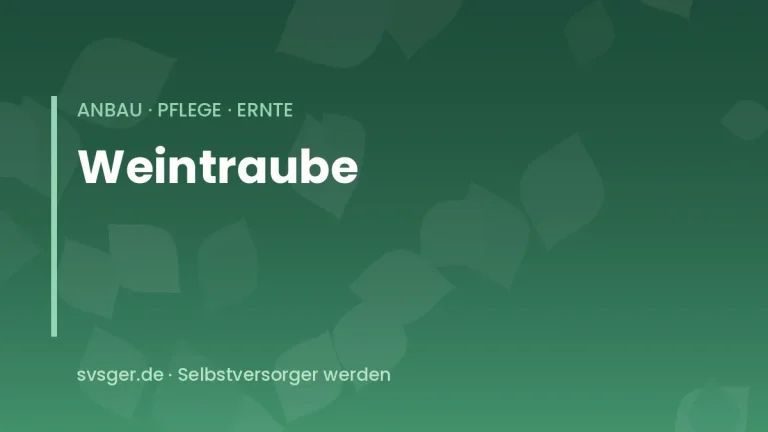 weintrauben anbauen